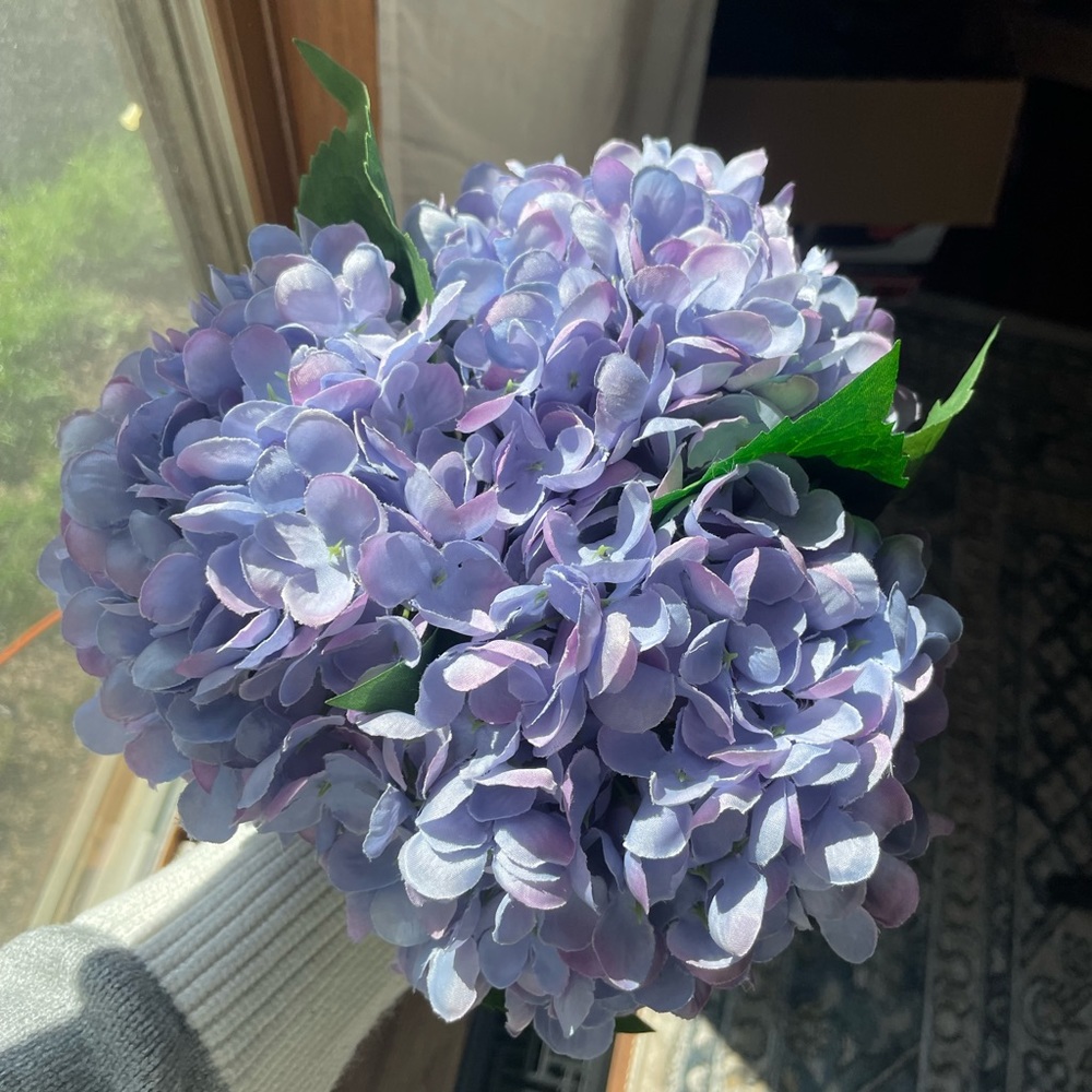 Hydrangea Stems